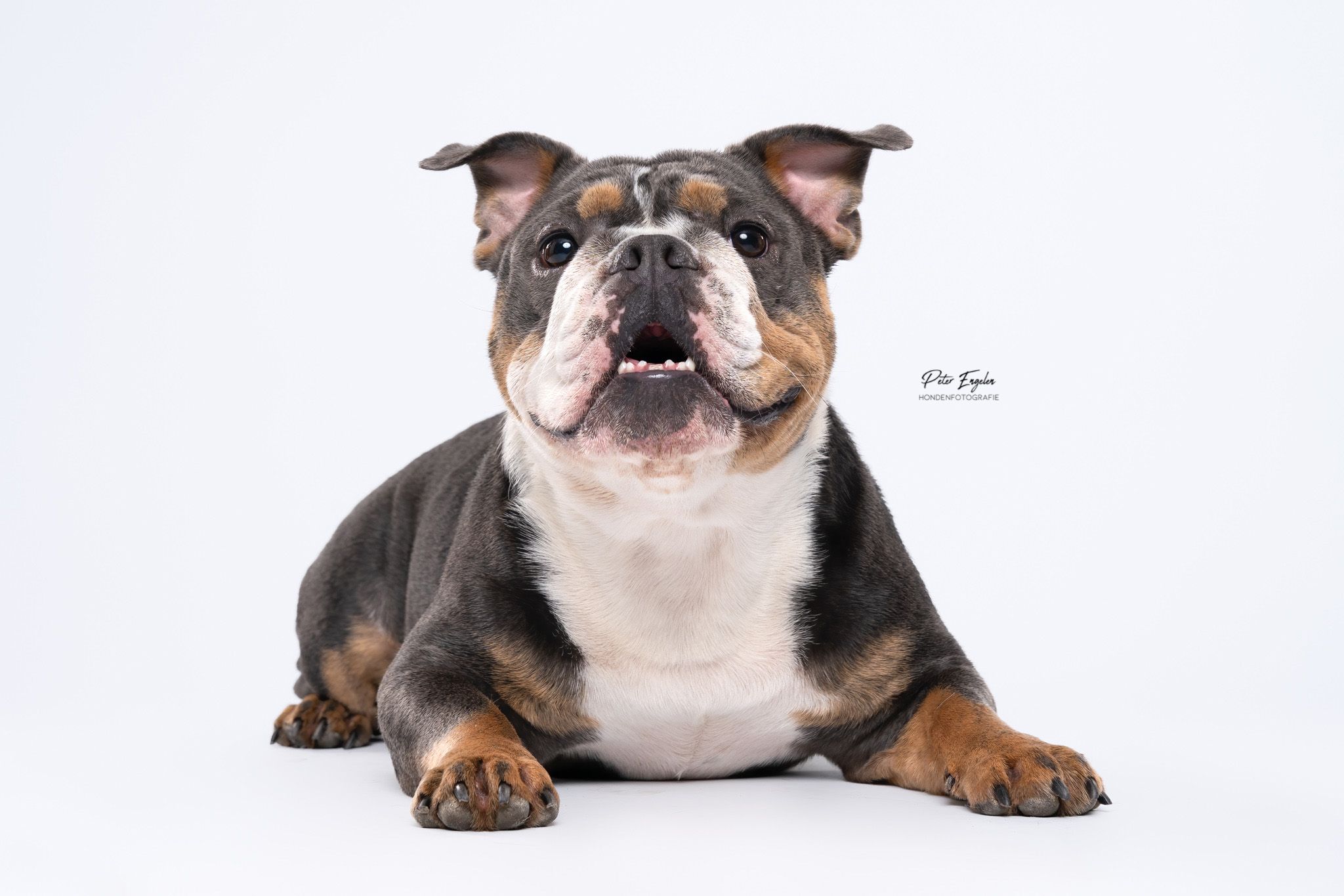 American Bully professioneel studio portret