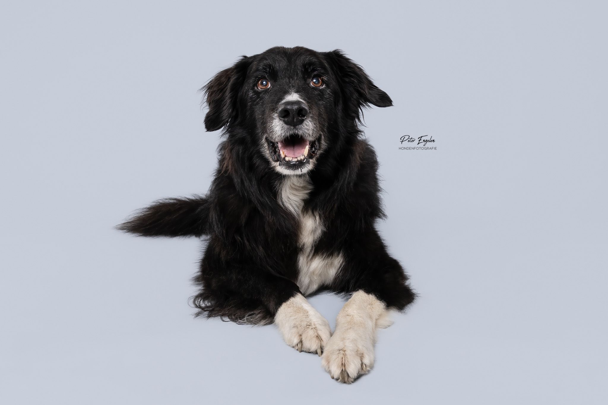Professioneel studio portret hond