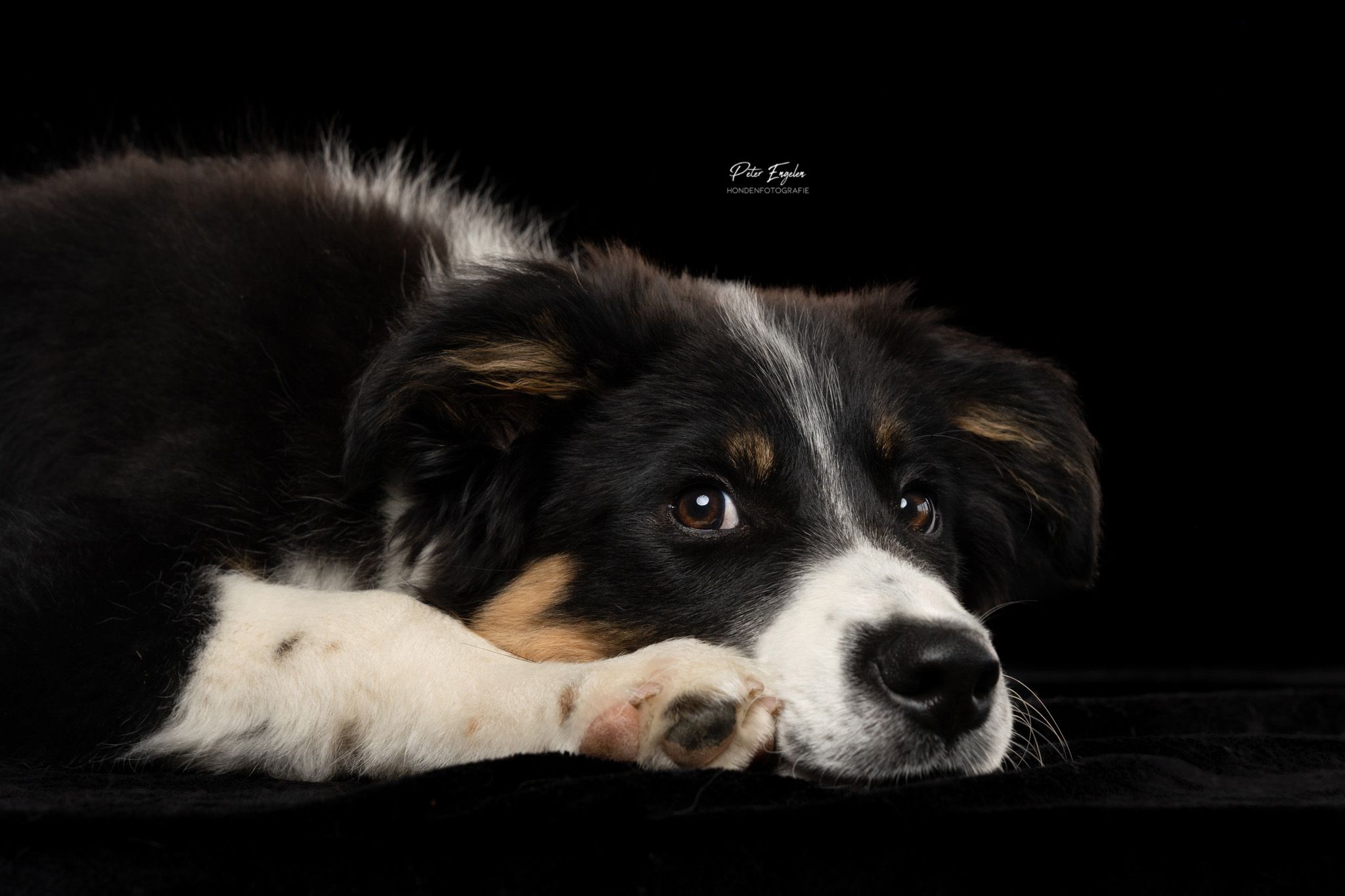 Border Collie studio portret