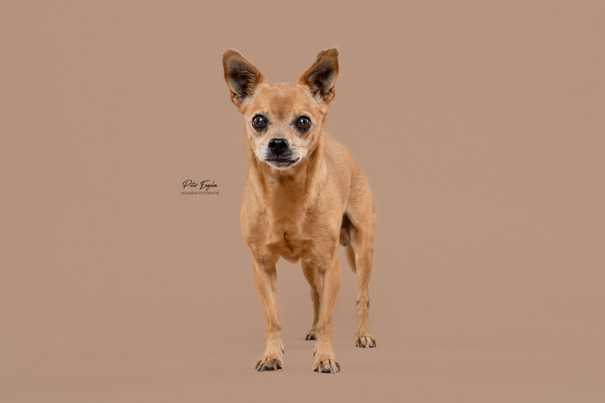 Chihuahua Mokka studio portret