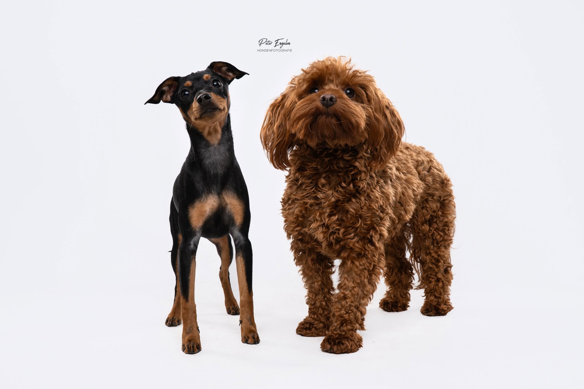 Hondenportret van twee honden samen