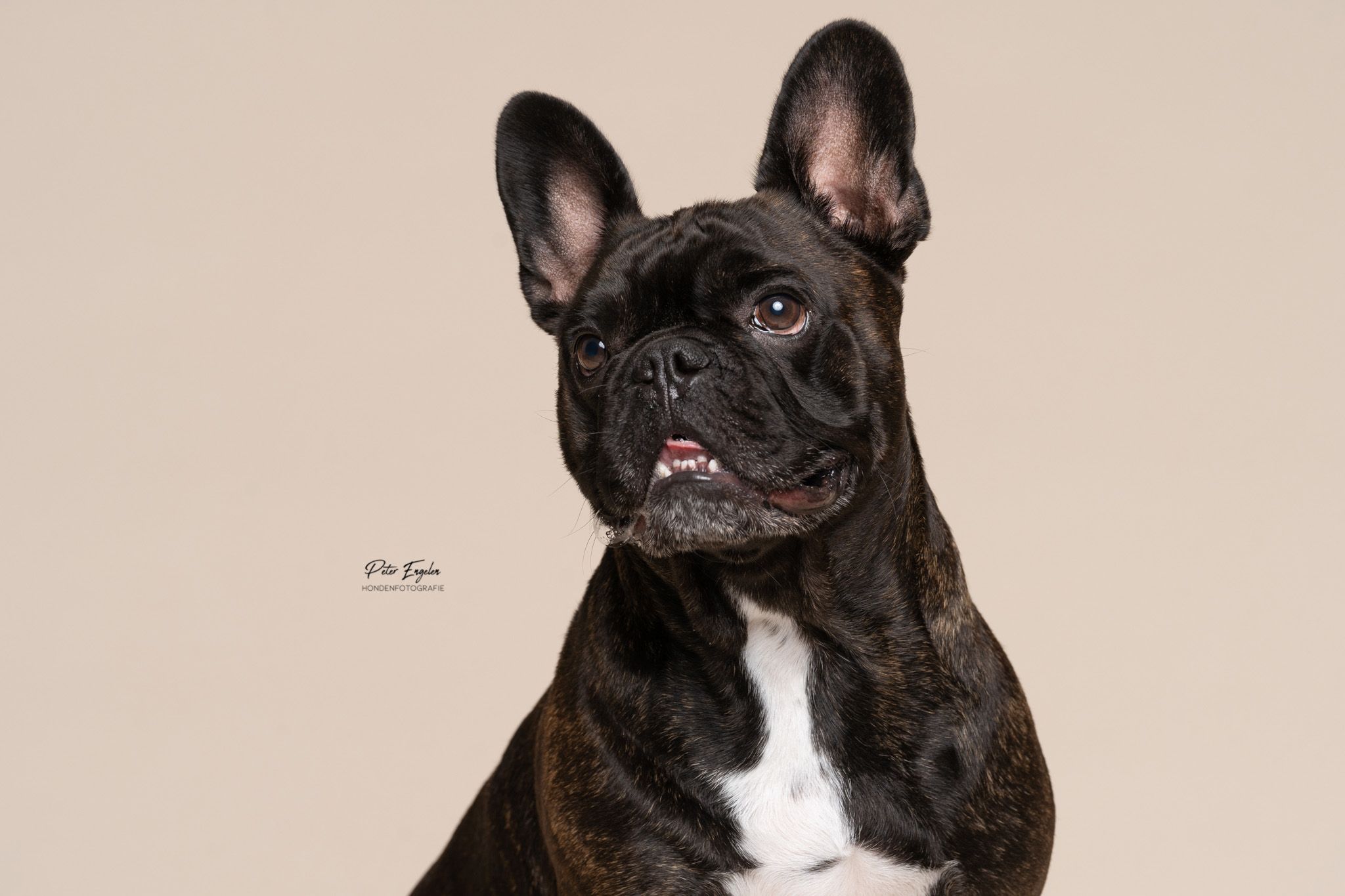 Franse Bulldog beige studio portret
