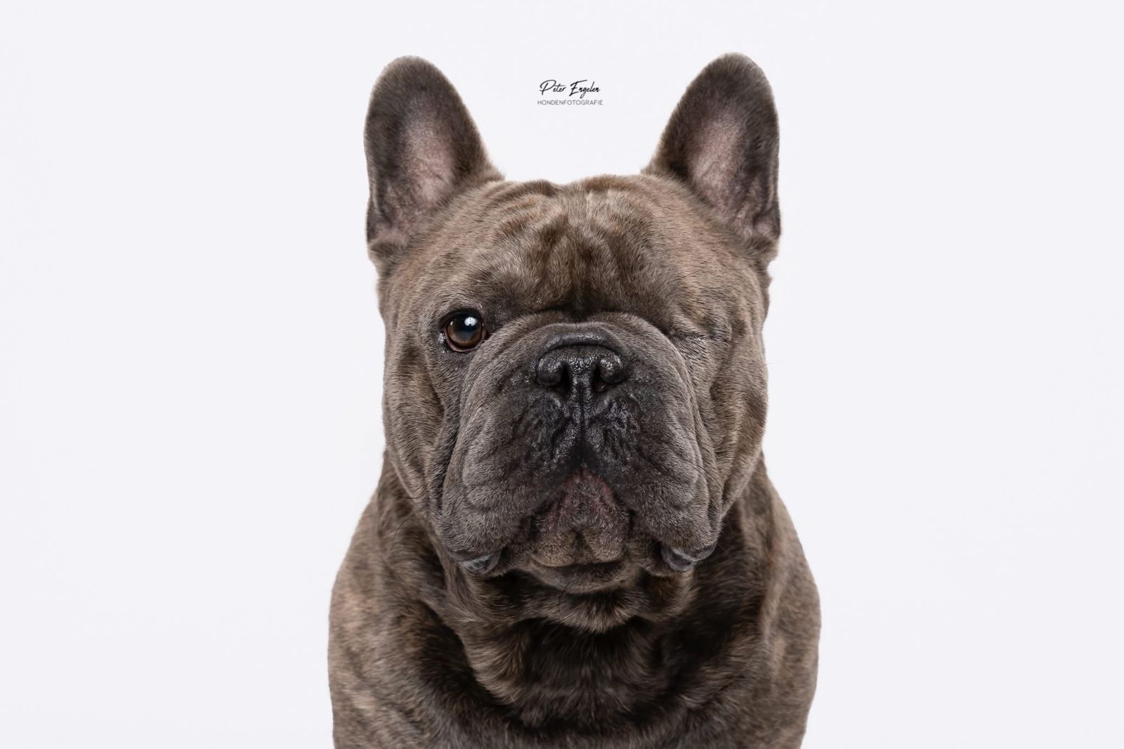 Portraitshoot! hondenportret van een Franse Bulldog