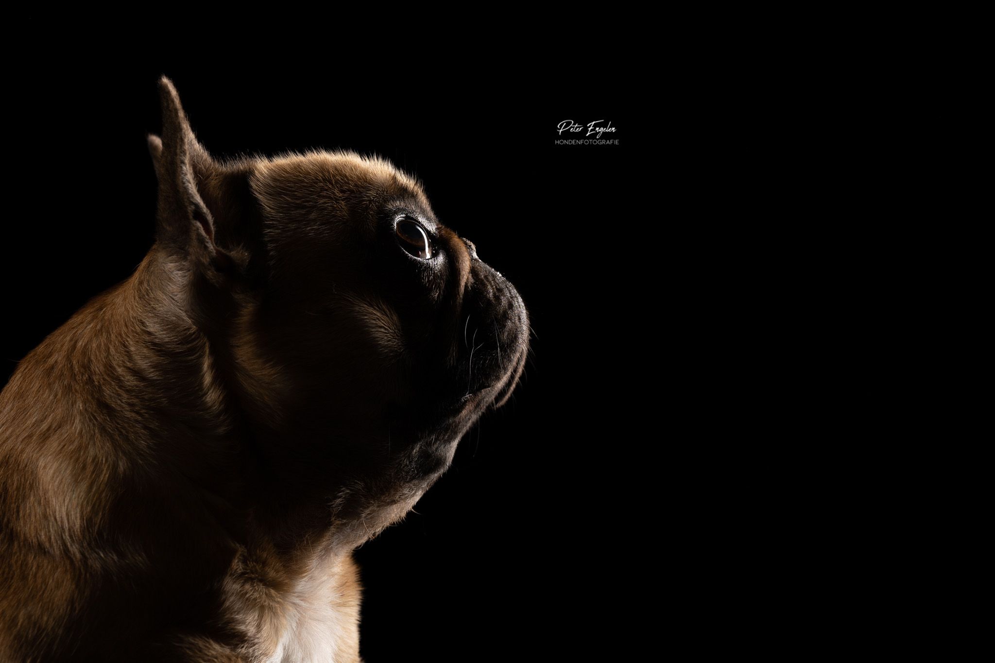 Franse Bulldog studio portret