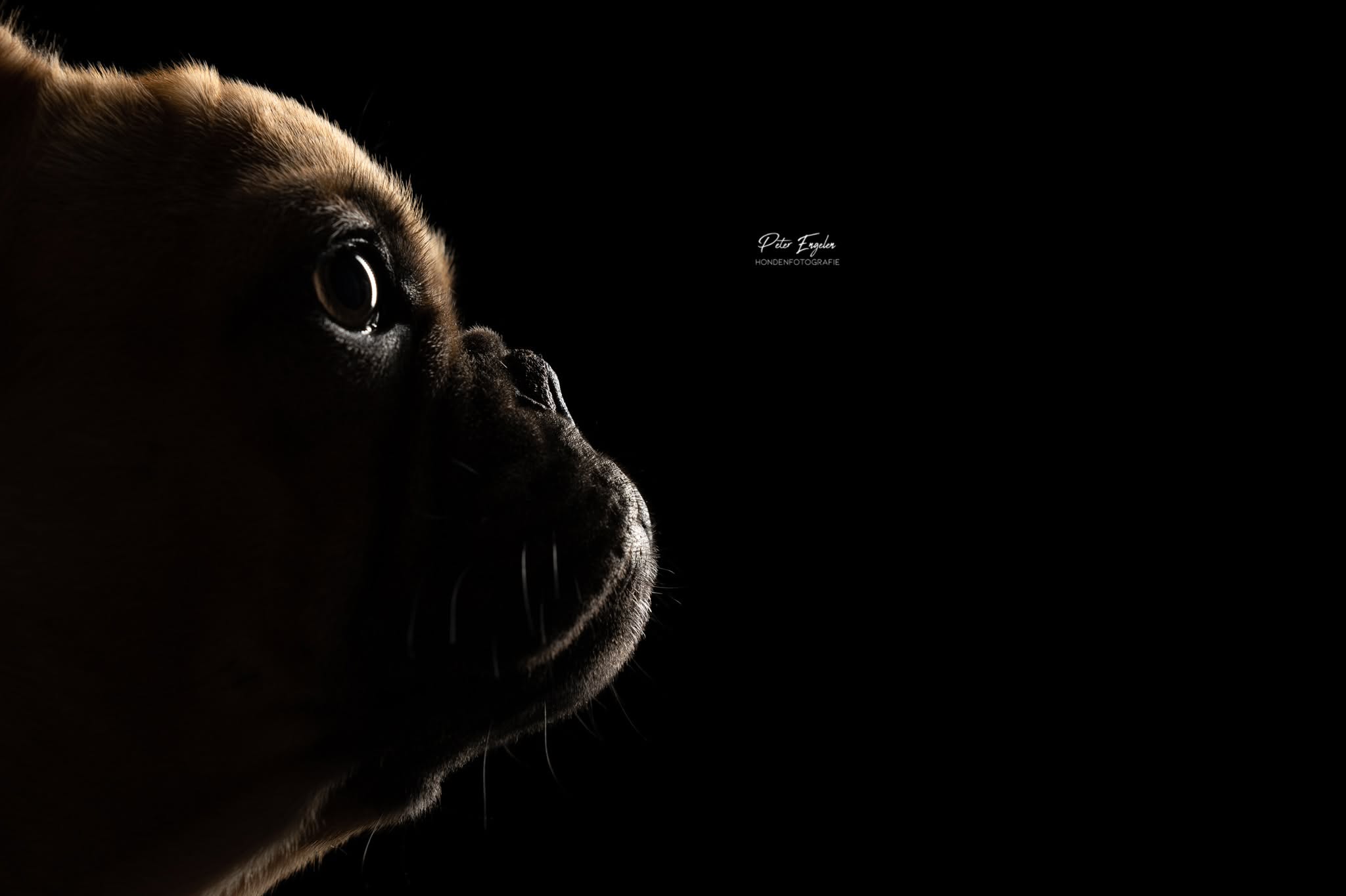 Portraitshoot! close-up hondenportret van een Franse Bulldog