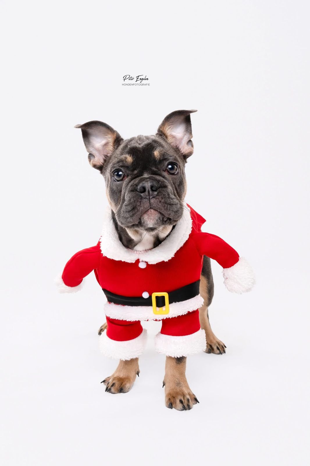 Portraitshoot! kerstportret van een Franse Bulldog