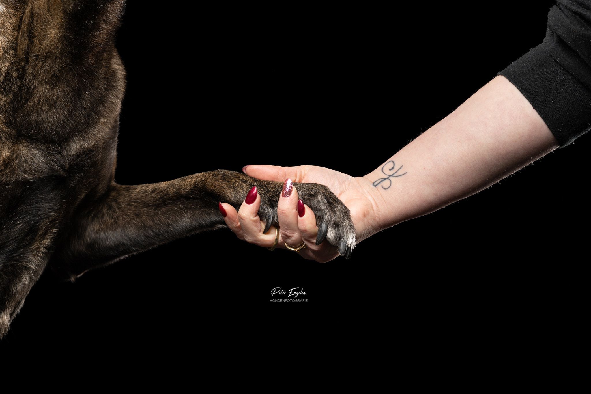 Herder detail pootje emotioneel studio portret