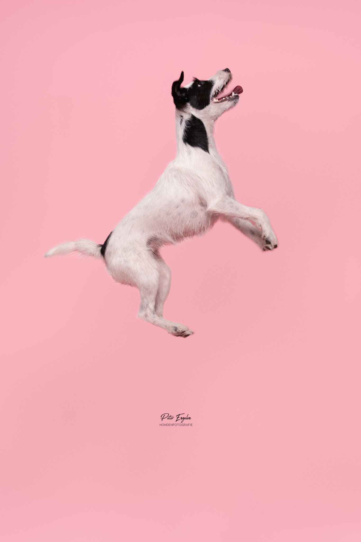Jack Russell Terrier studio portret