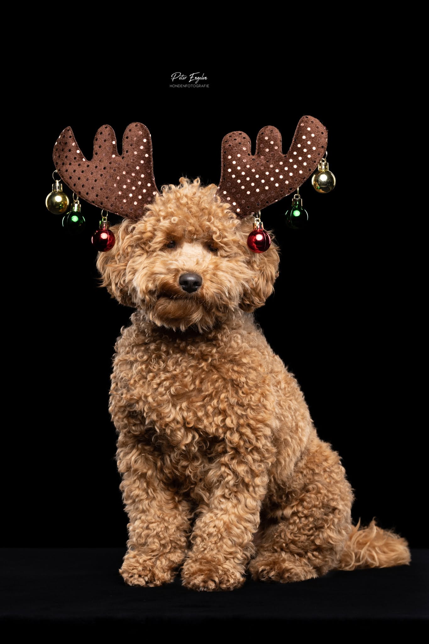 Portraitshoot! kerstportret van een Labradoodle