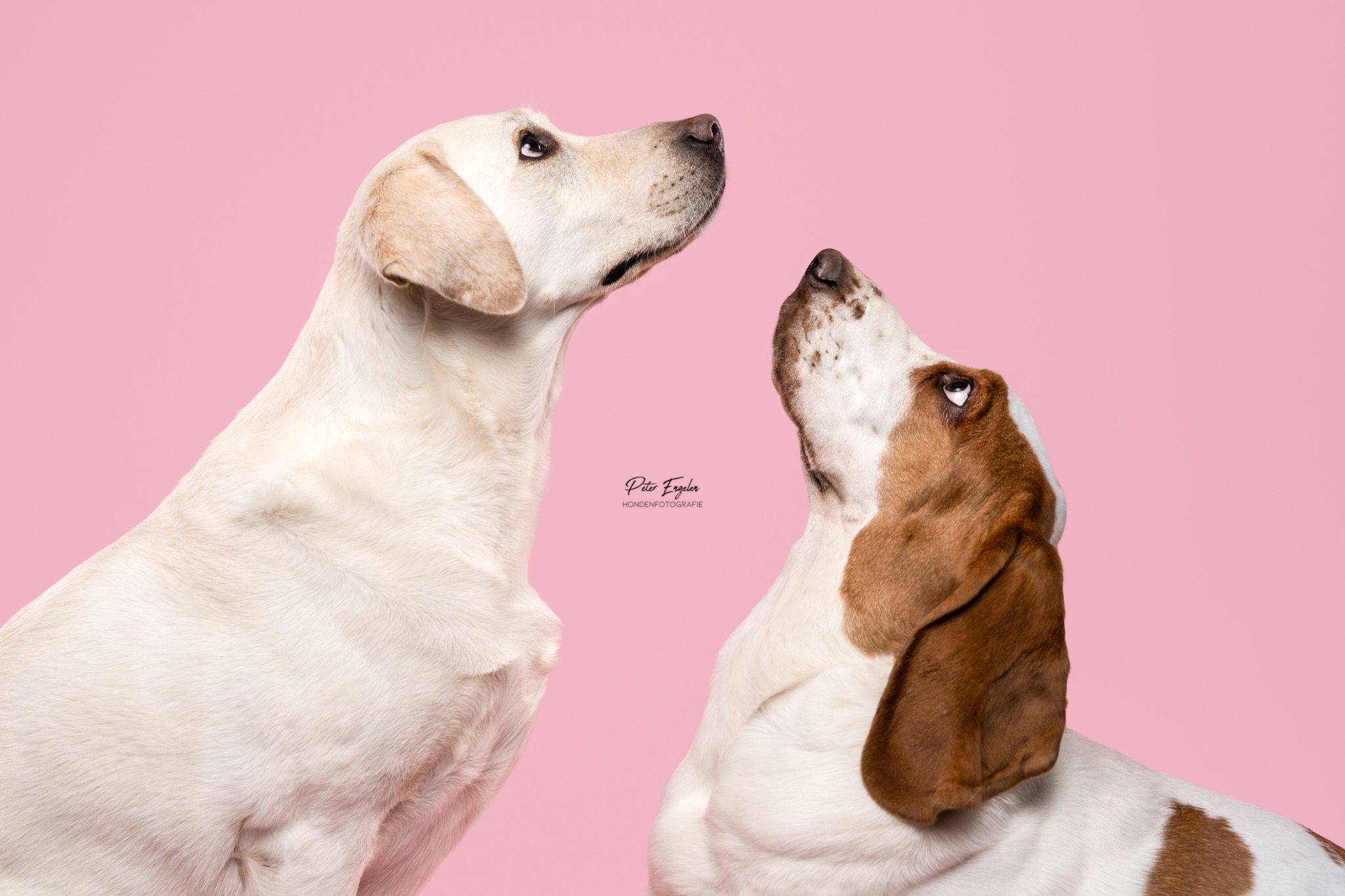 Labrador Basset studio portret