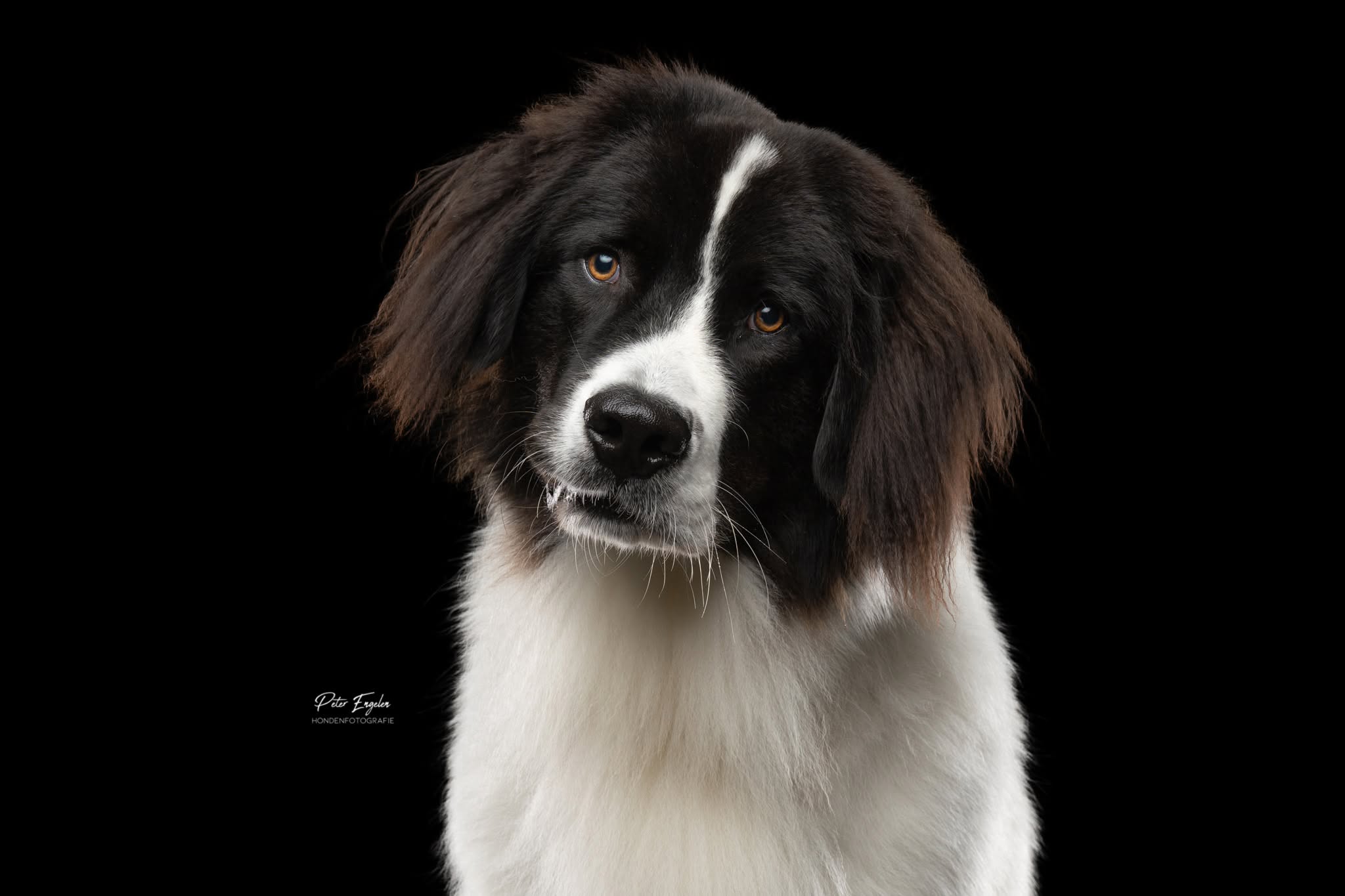 Portraitshoot! hond studio Peter Engelen Hondenfotografie Turnhout