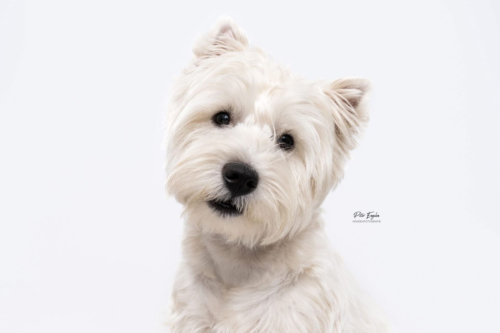 Portraitshoot! hondenportret van een Maltezer