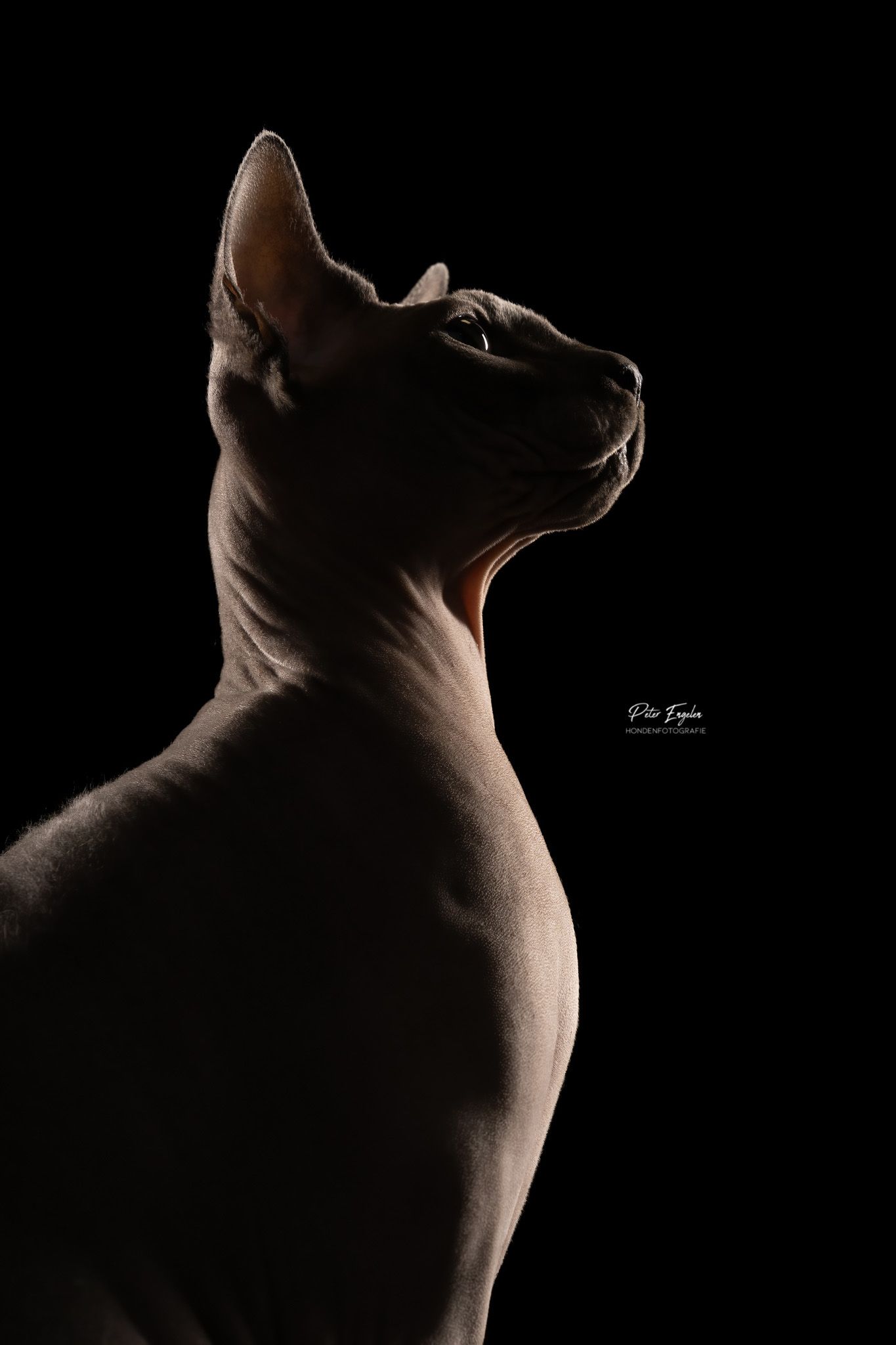 Sphynx naaktkat studio portret