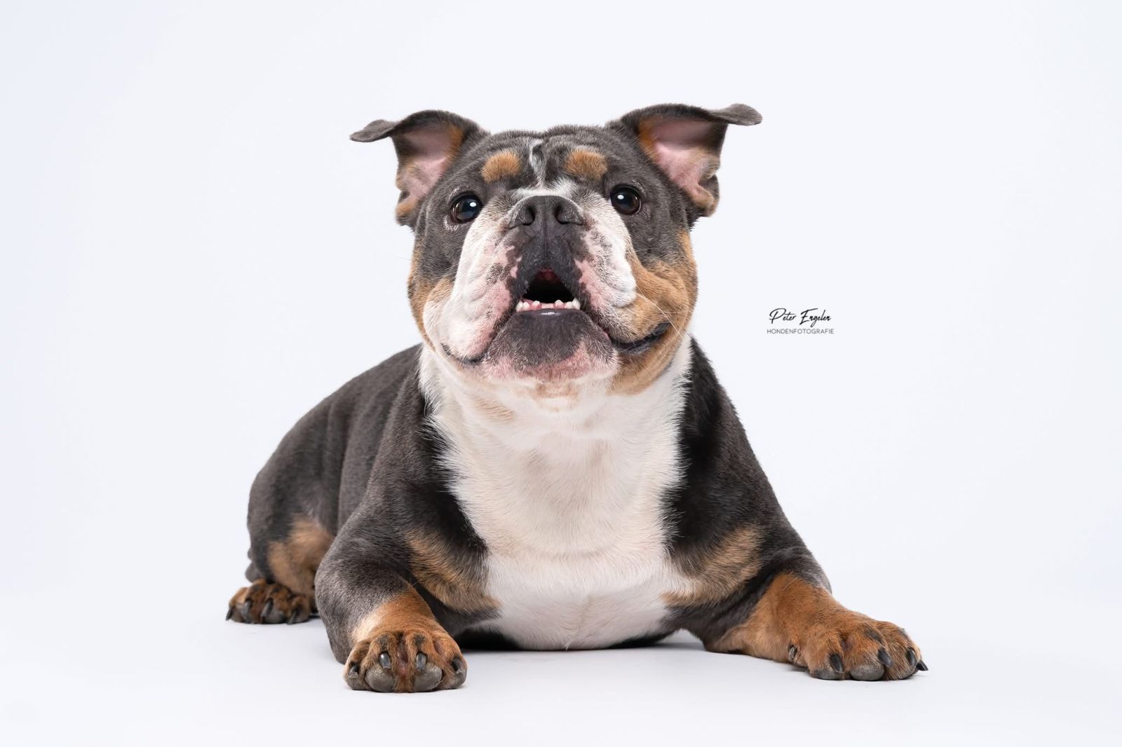 Portraitshoot! hondenportret van een Old English Bulldog