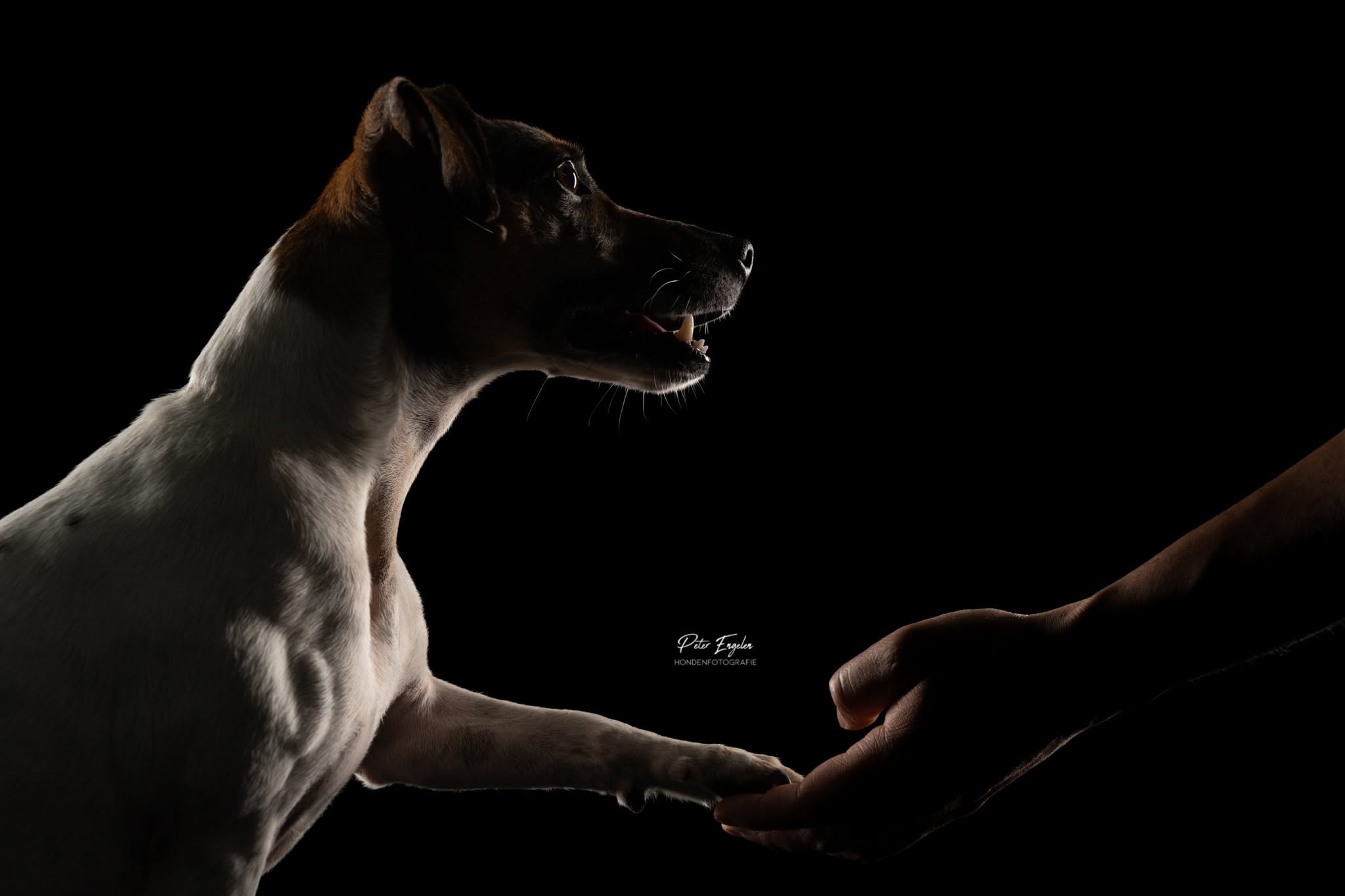 Portraitshoot! detailfoto pootje van een Jack Russell