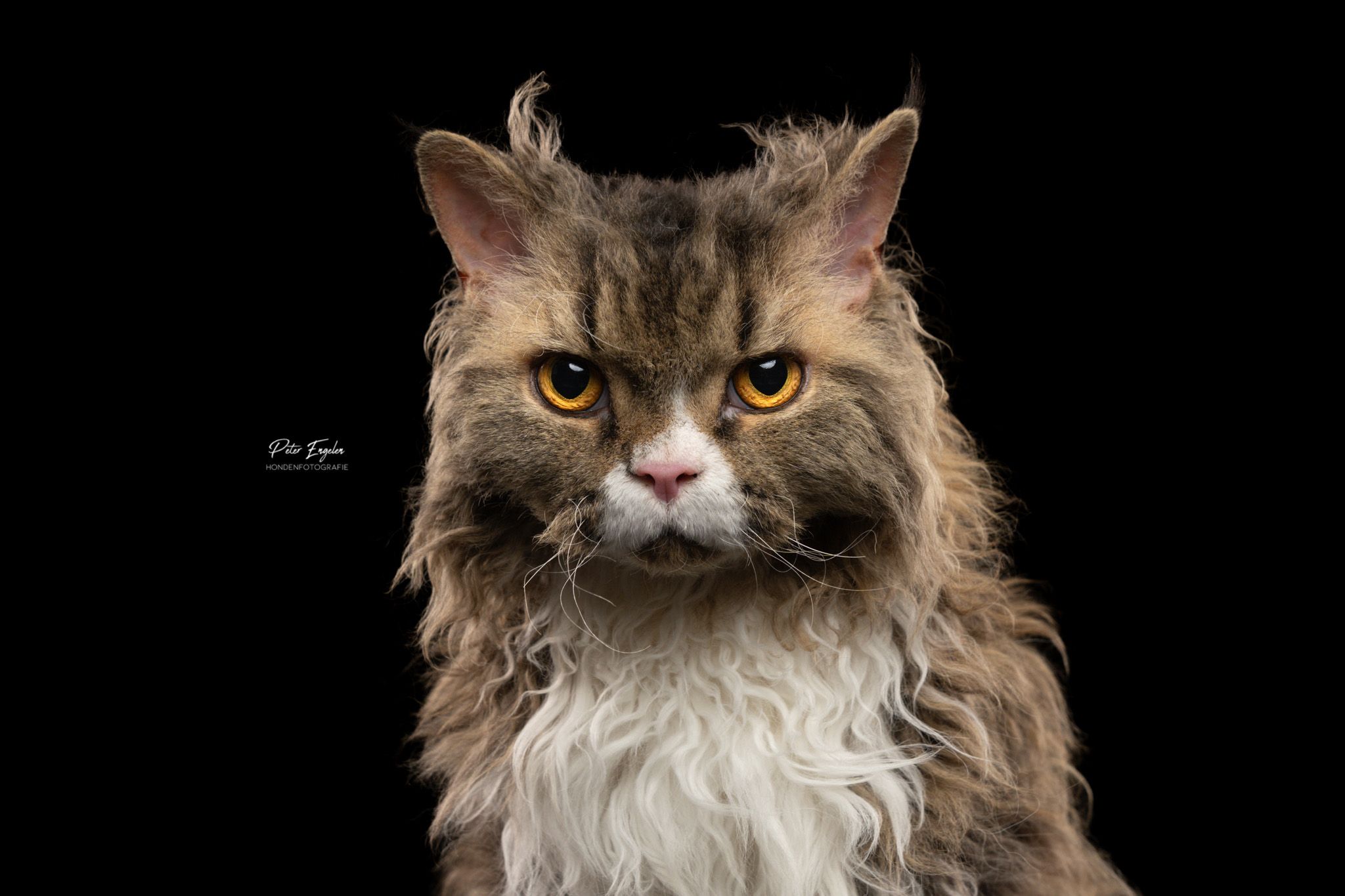 Raskat professioneel studio portret