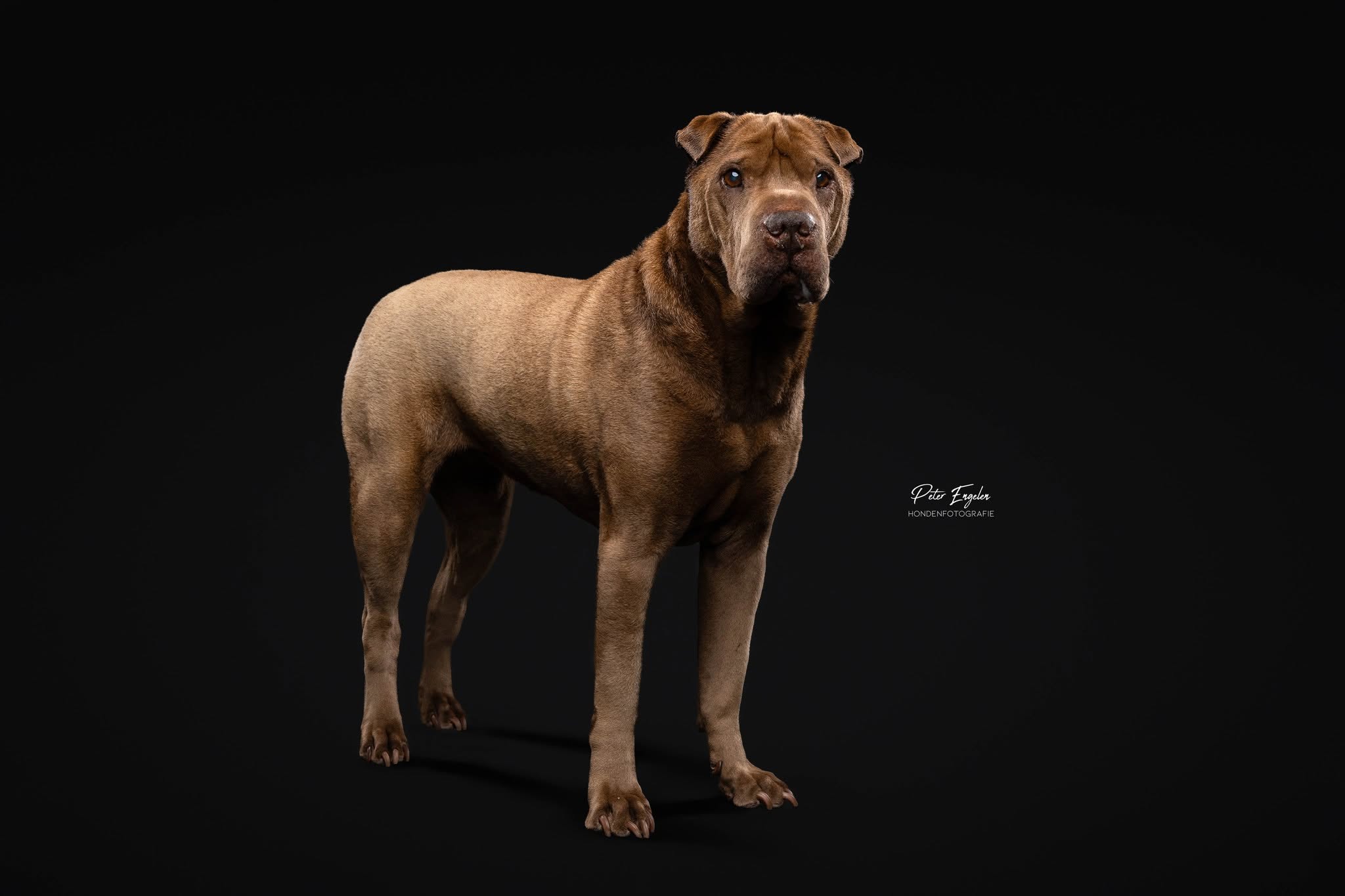 Portraitshoot! hondenportret van een Sharpei