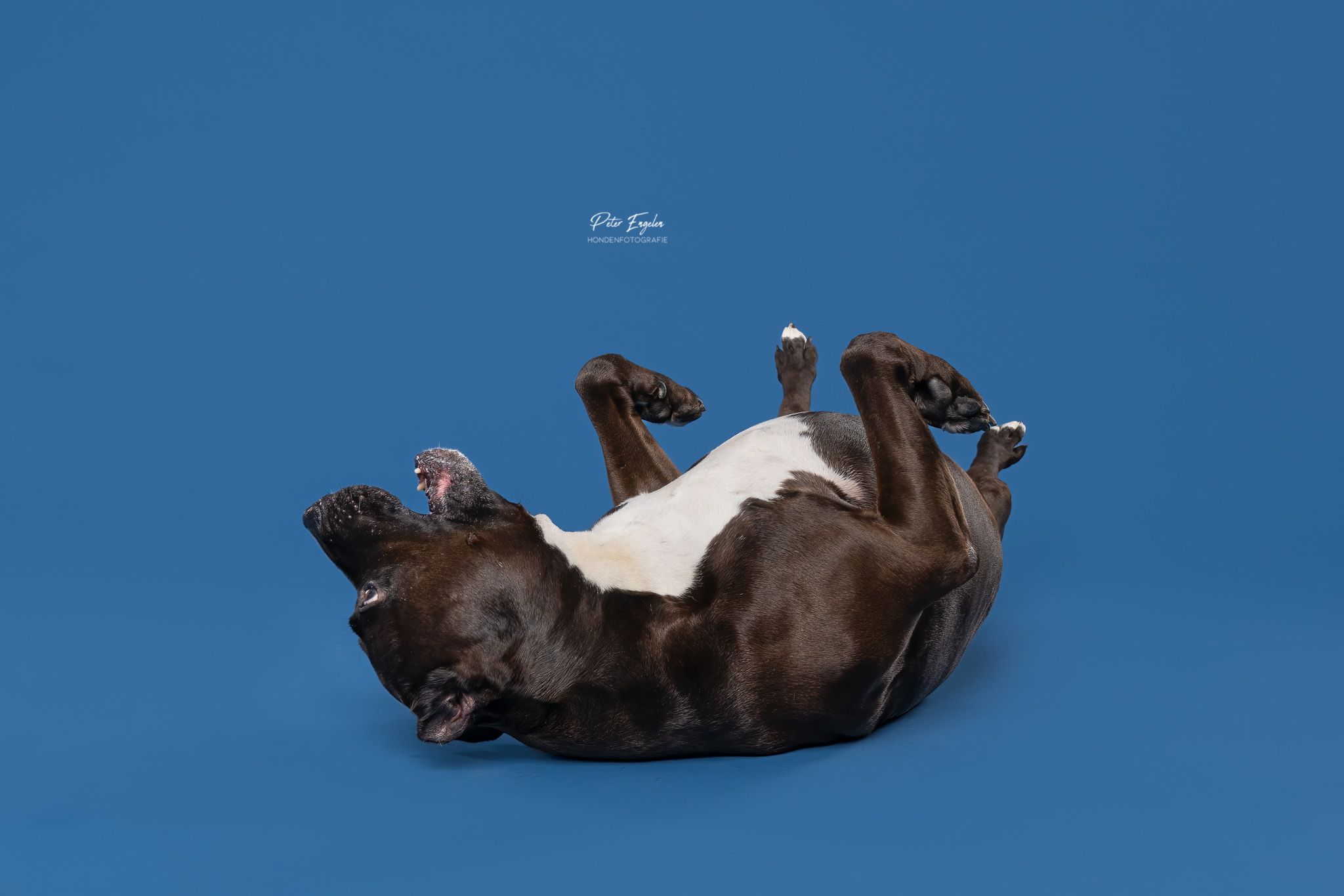 Hond portret zwart-wit sfeer
