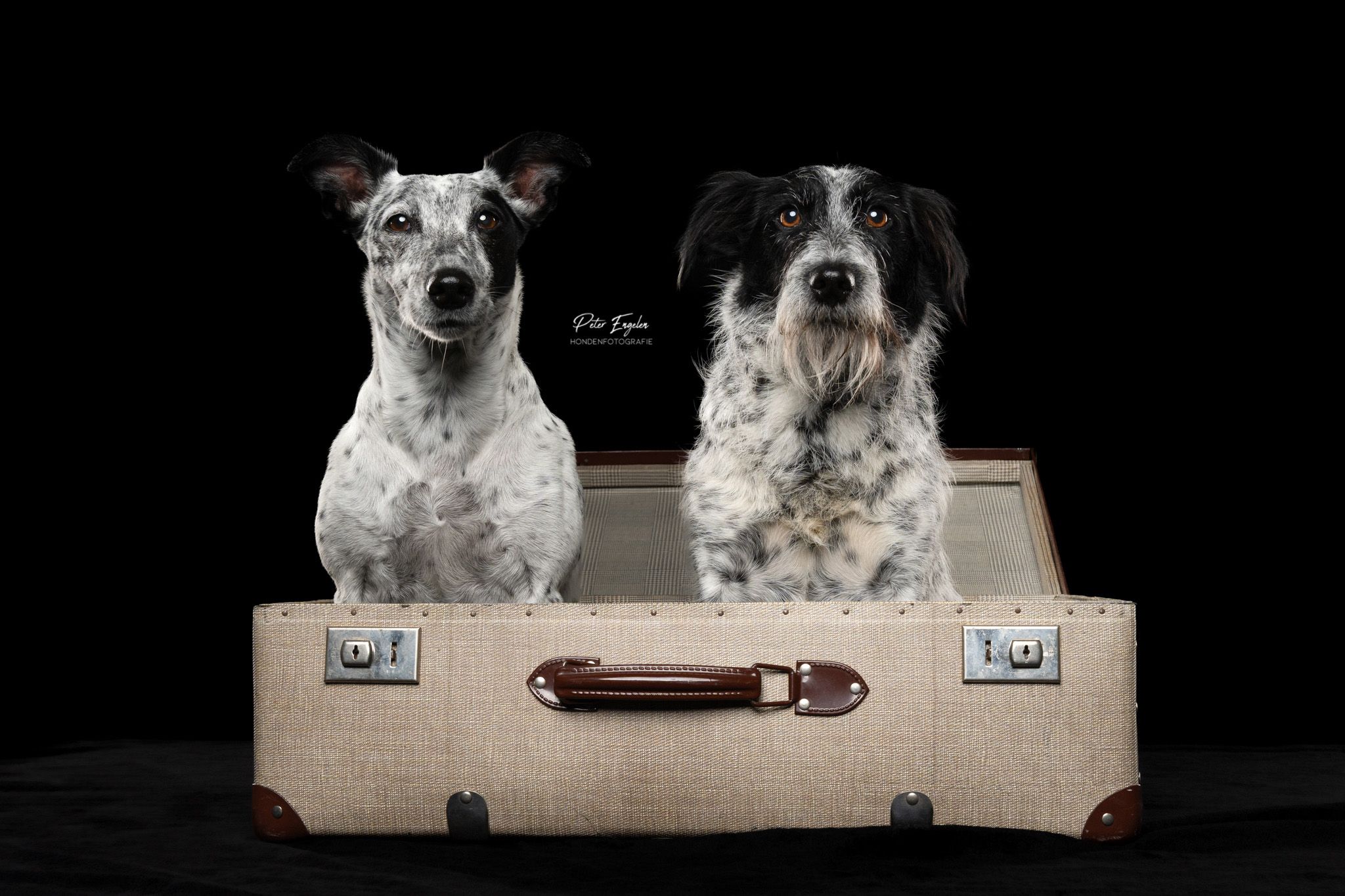 Terriers studio portret