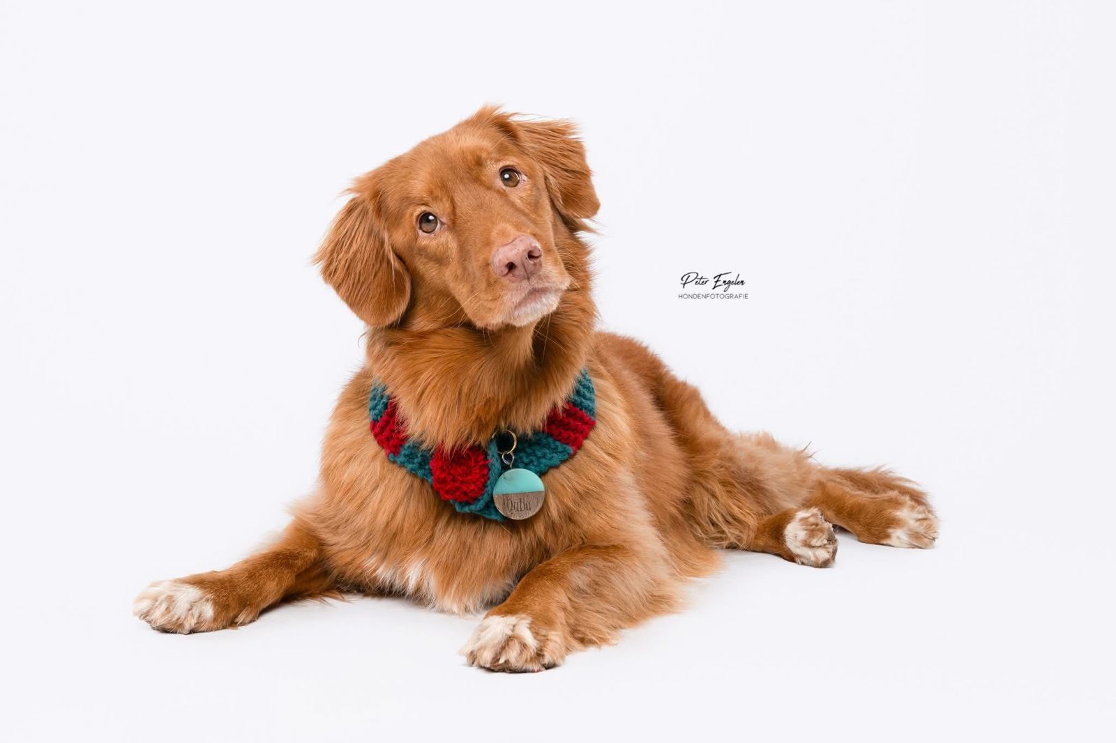 Portraitshoot! kerstportret van een Toller