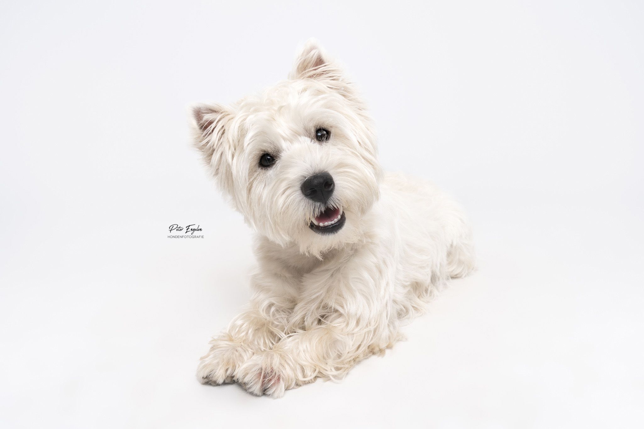 Hond studio shoot