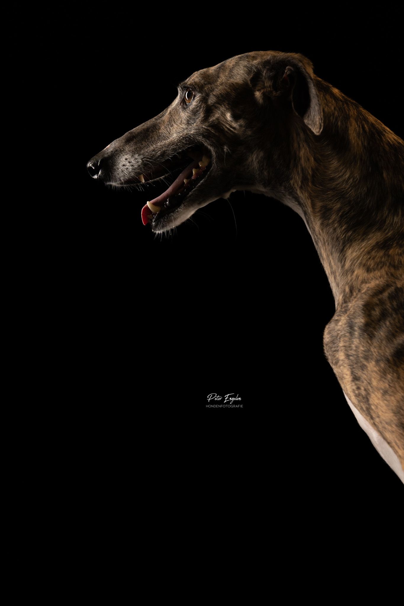 Professioneel studio portret van een hond, Peter Engelen Hondenfotografie Turnhout