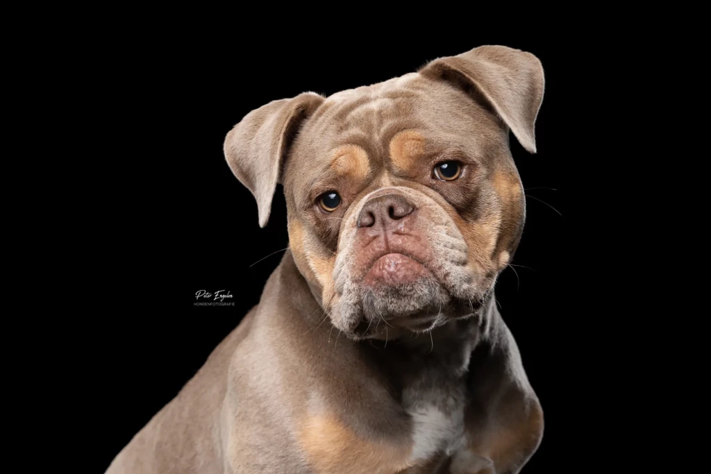 Een headshot van een Old English Bulldog met een zwarte achtergrond.