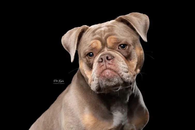 Een headshot van een Old English Bulldog met een zwarte achtergrond.