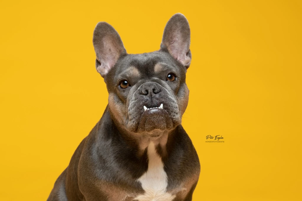 Een Franse Bulldog in de fotostudio met een gele achtergrond.