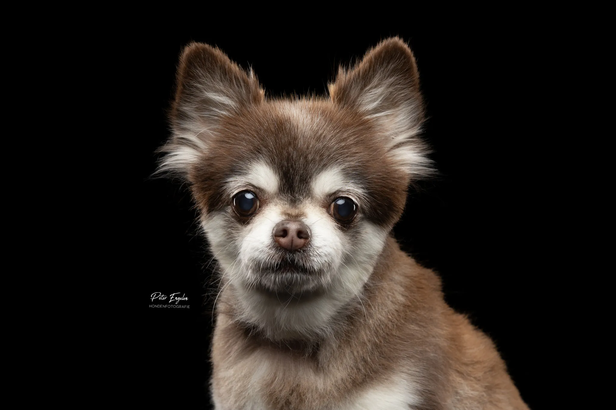 Close-up van een Chihuahua met een zwarte achtergrond in de fotostudio.