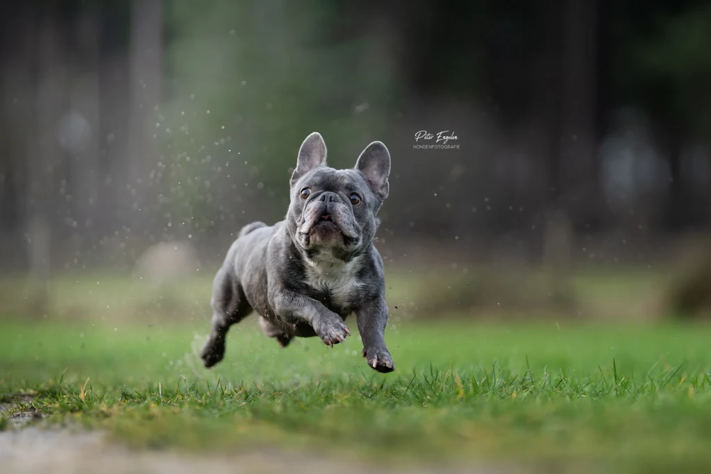 Een grijze Franse Bulldog die door het bos heen loopt en verwonderd op kijkt.