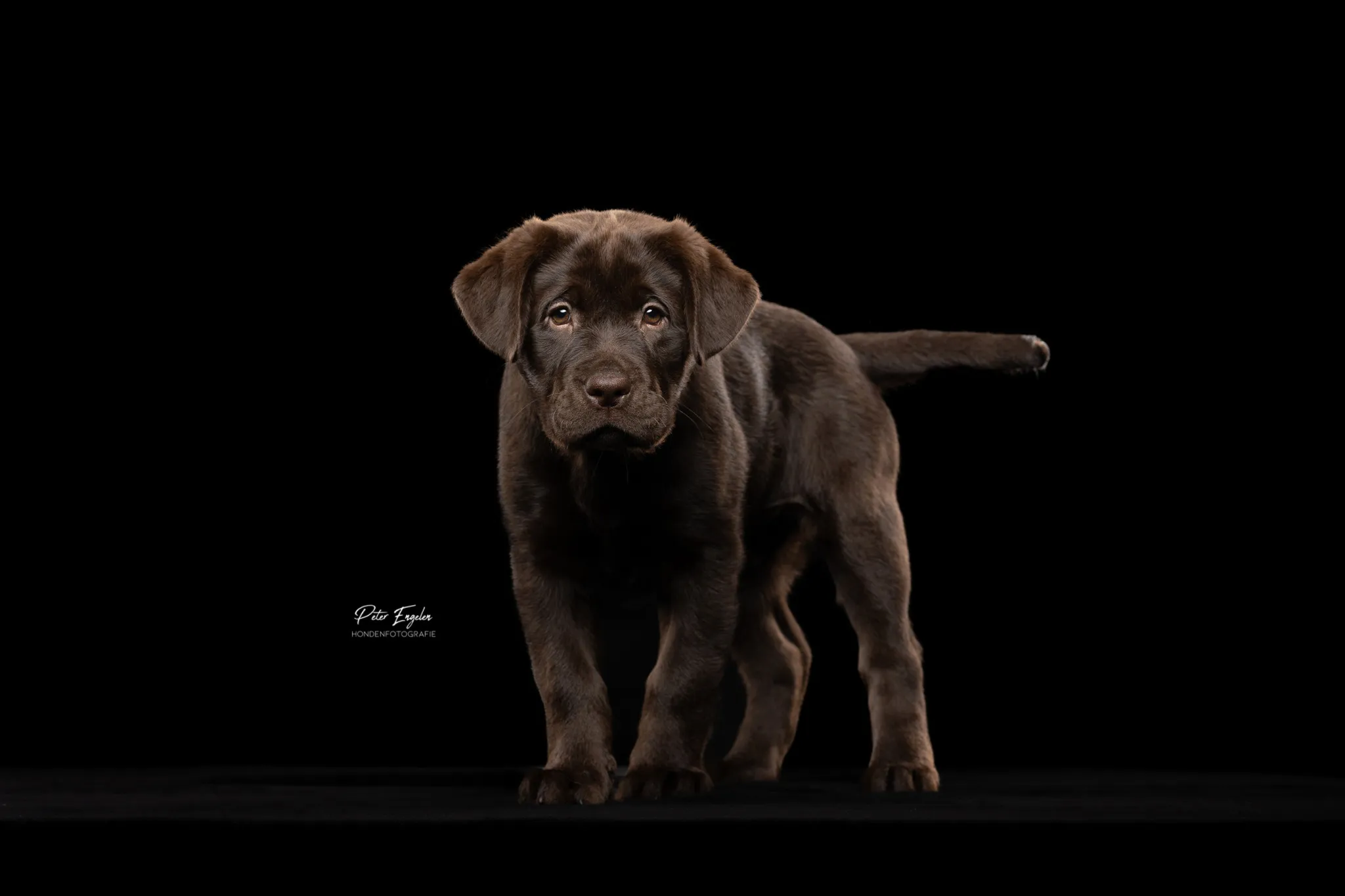 Een bruine Labrador puppy staat recht in de fotostudio met een zwarte achtergrond.