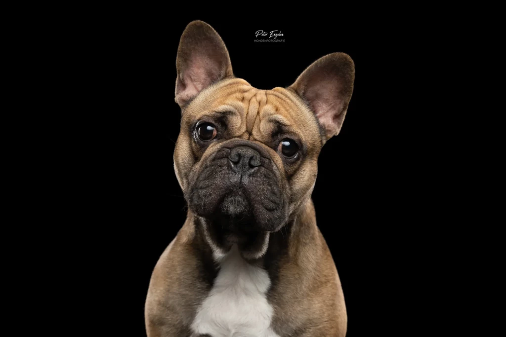 Een Franse Bulldog kijkt recht in de lens terwijl hij een pose aanneemt tijdens zijn fotoshoot met zwarte achtergrond.
