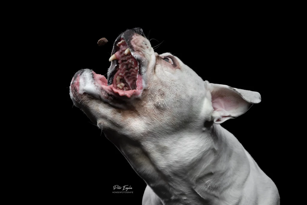 Een witte bulldog die tijdens een Cookieshoot gretig naar het koekje hapt.