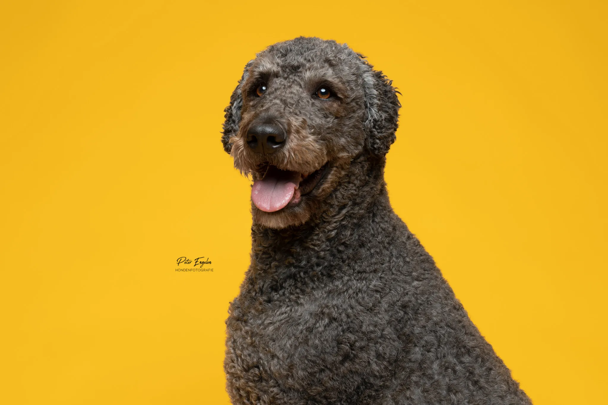 Vrolijke Labradoodle kijkt naar links tijdens hondendfotoshoot met gekleurde achtergrond.
