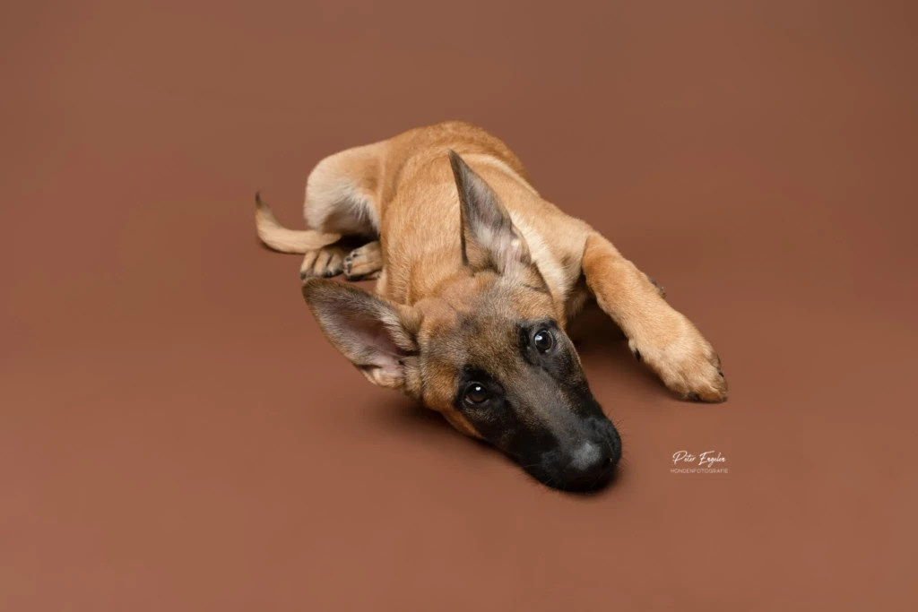 Een Mechelse Herder pup ligt op de grond tijdens een fotoshoot met bruine achtergrond.
