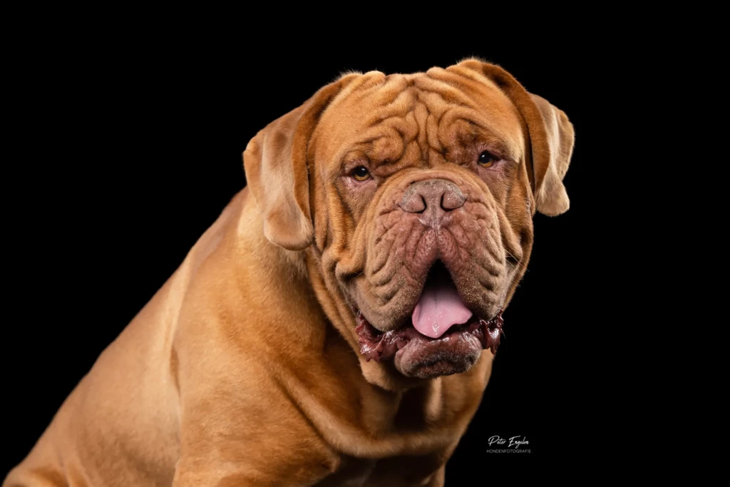 Een portret van een Bordeaux Dog tijdens een Portraitshoot in de fotostudio.