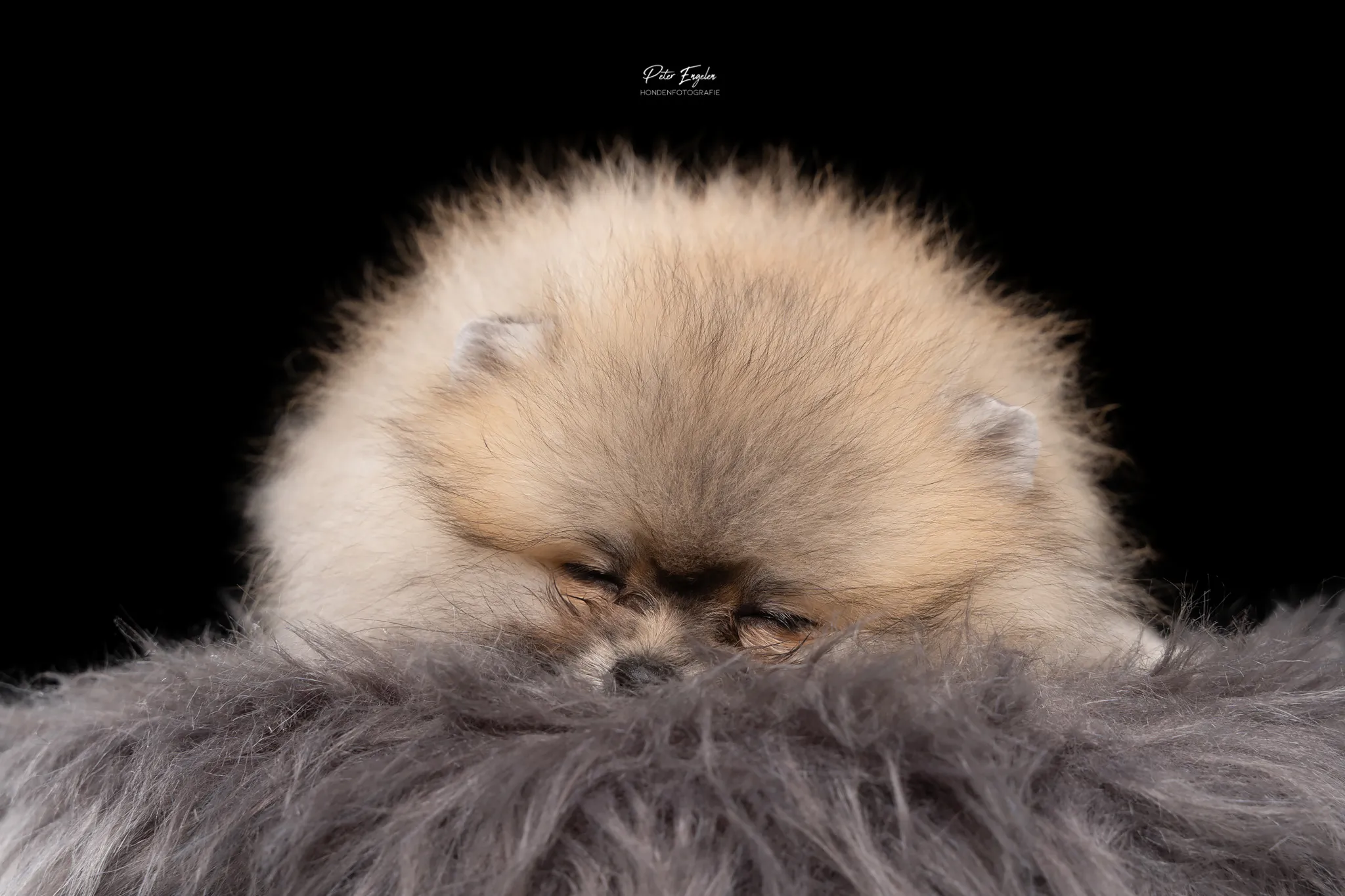 Een Pomeranian pup die bijna in slaap valt op een stoeltje tijdens een Portraitshoot in de fotostudio.