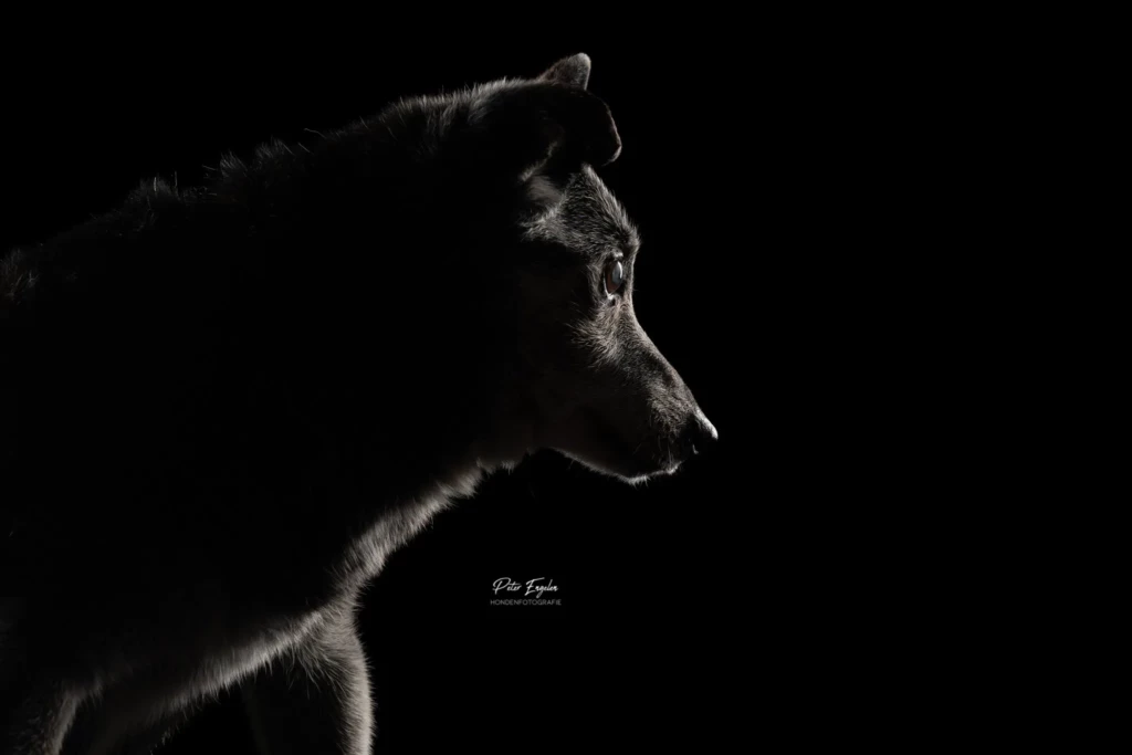 Een donker silhouet van een senior hond.