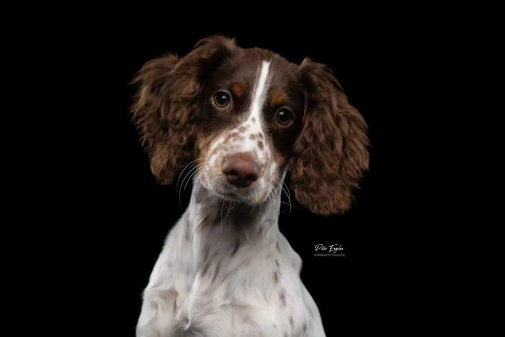 Close-up portret van een hond met zwarte achtergrond.