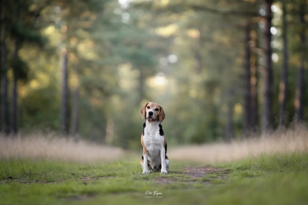 Beagle fotoshoot buiten